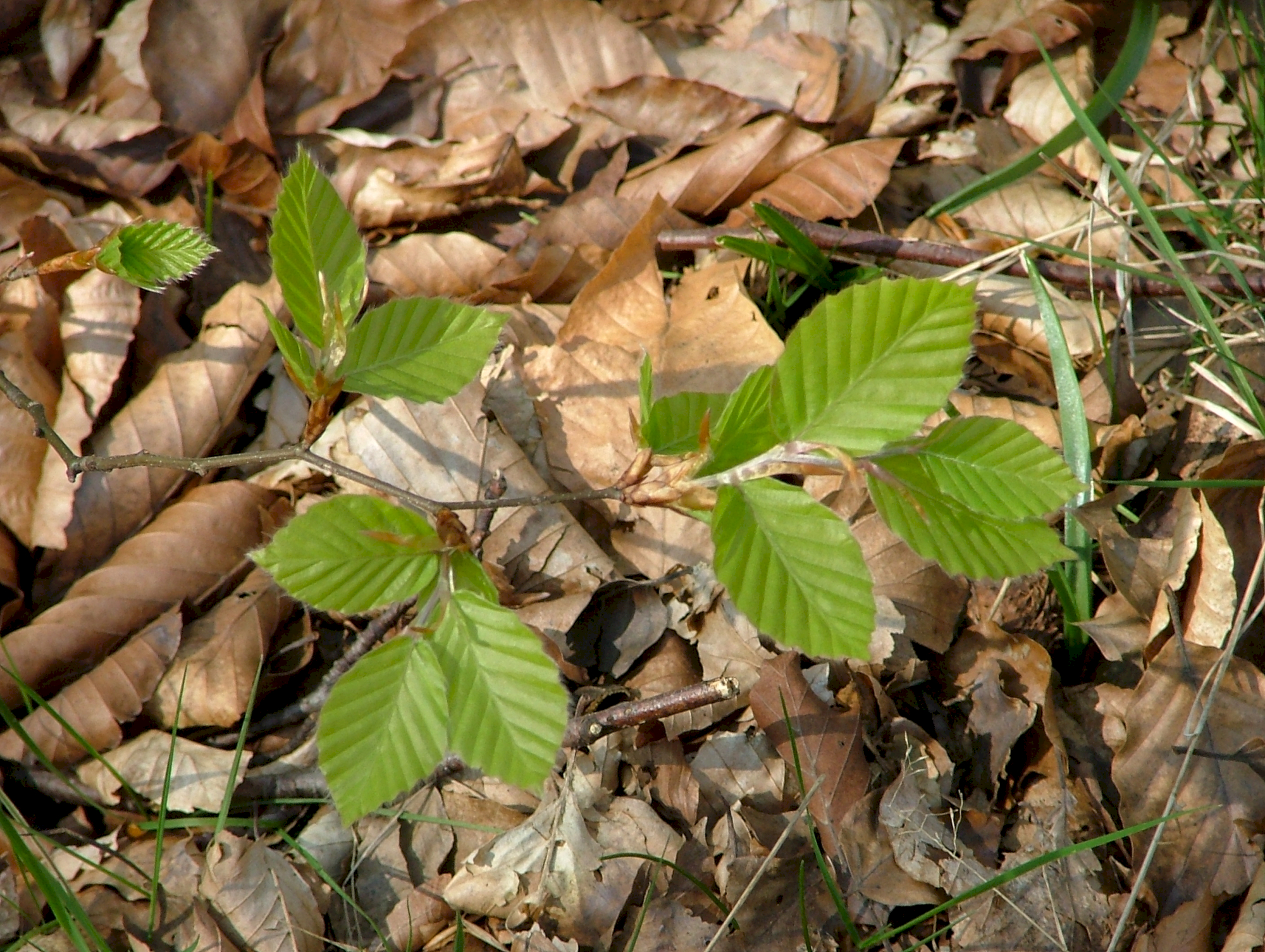 /images/library/large/green_leaves_ken.jpg